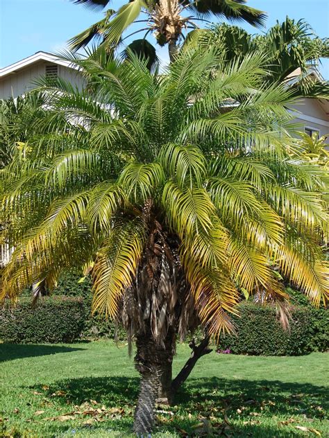 Phoenix Roebelenii Dwarf Date Palm Miniature Date Palm Pygmy Date