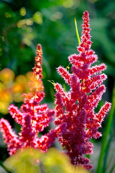 Astilbe – Plant Detectives
