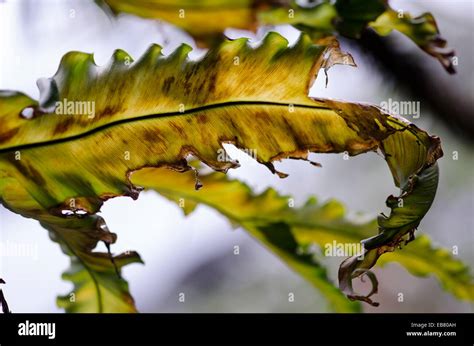 Fern Leaves Image Taken At Orchid Garden Kuching Sarawak Malaysia