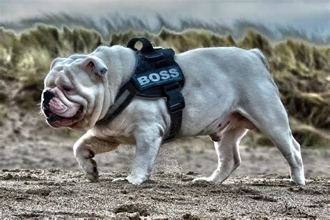 How To Choose The Right Bulldog Harness For Your Pup