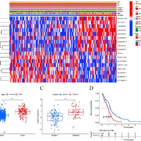 The Expression And Relationship Of M A Related Prognostic Lncrna And