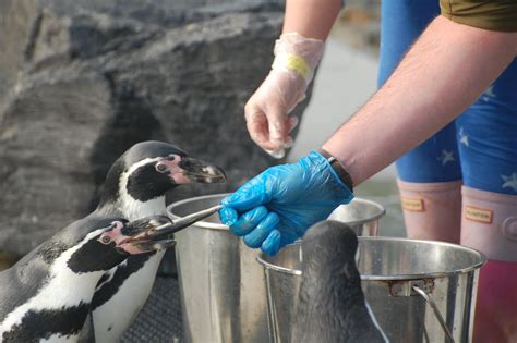 Penguin Experience UK • Feed the Penguins at Folly Farm