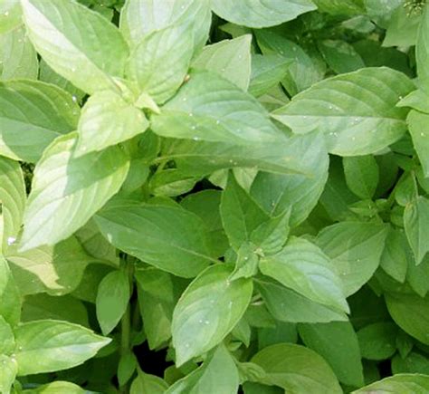 Lime Basil – Sigsbee Seedlings