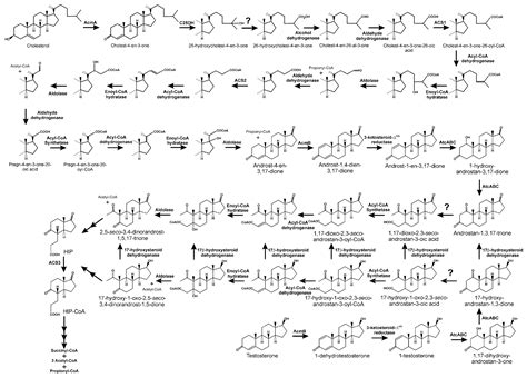 Genes Free Full Text Steroids As Environmental Compounds Recalcitrant To Degradation