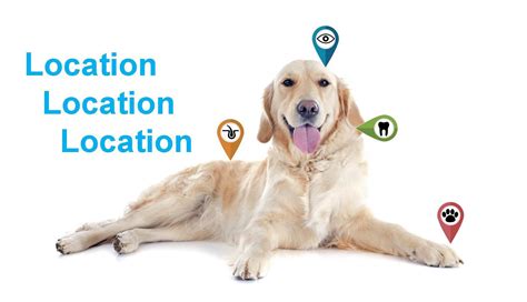 What Is Malignant Melanoma In Dogs - Infoupdate.org