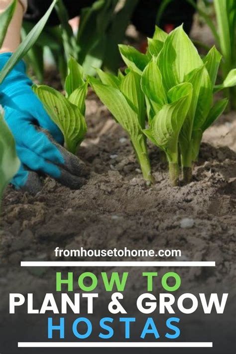 Hosta Care The Ultimate Guide To Planting And Growing Plaintain Lilies