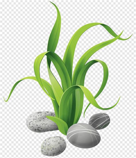 Green Leaf Plant Illustration Seaweed Aquatic Plants Seaweed Cartoon Plant Stem Grass Png