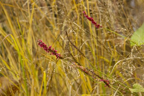 Persicaria Golden Arrow Scott Weber Flickr