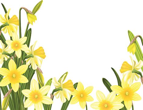 Royalty Free Daffodil Clip Art Vector Images And Illustrations Istock