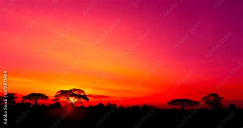 Amazing.dark tree on open field, dramatic sunset, typical African ...