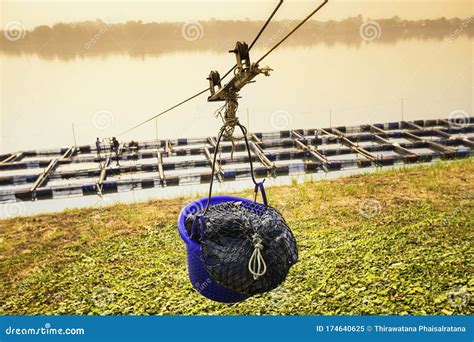 Transport Tilapii Z Klatek Hodowlanych Klatki Do Hodowli Ryb W