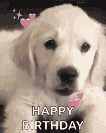 Happy Birthday Dog Gif