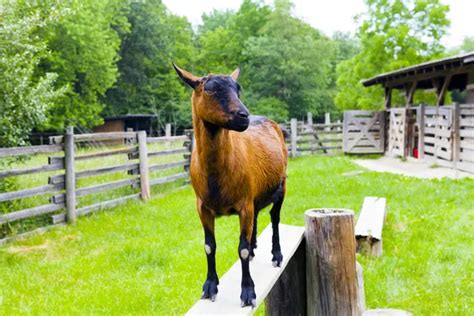 Nubian Goat Stock Photo by ©maxym 11052255