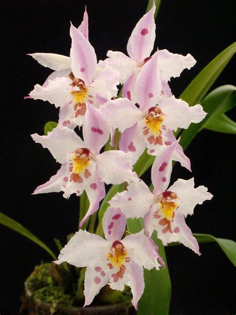 Odontoglossum crispum Lindl. (1845) | Var. 6 Species from th… | Flickr