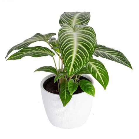 Trending Tropical Plante Int Rieure Xanthosoma Magnificum De Costa