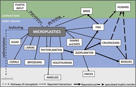 Schematic Presentation Of Microplastic Interaction With Different