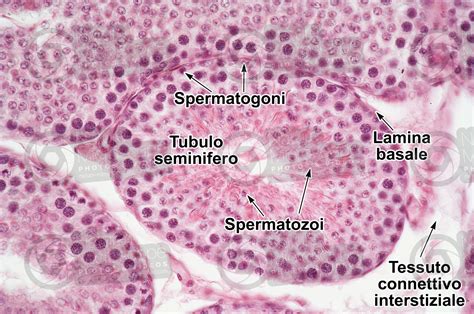 Cavia Sp Cavia Testicolo Tubulo Seminifero Sezione Trasversale