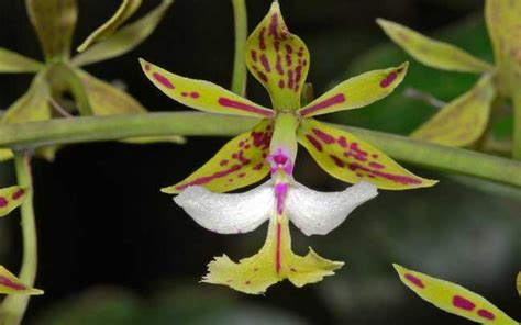 Orquídeas Epidendrum Aprenda a Cuidar Estas Plantas