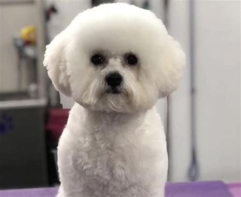 I Took My Bichon Frise To The The Groomer Came Back With A Totally