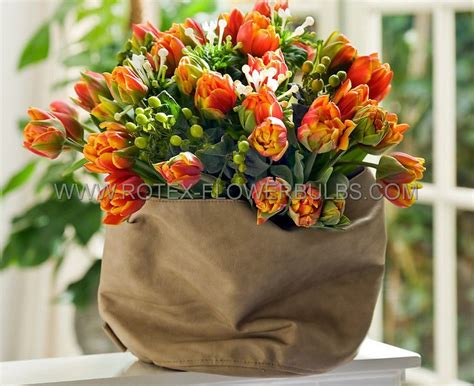 TULIPA PARROT ‘PARROT KING‘ 12/+ CM. (100 P.BINBOX) | Rotex Flowerbulbs BV