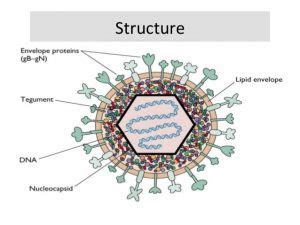 Herpes Simplex Virus HSV Structure And Genome Mode Of Transmission