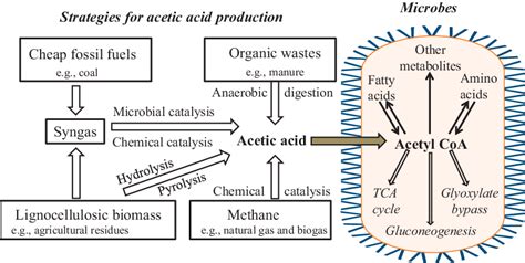 Strategies For Acetic Acid Production And Its Metabolism In Microorganisms Download