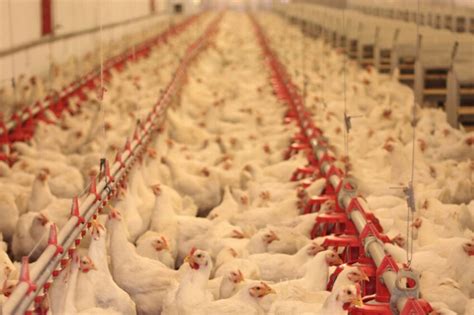 Billions Invested In South Africas Poultry Sector Poultry World