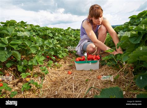 A Woman Picking Ripe Red Strawberries At A Fruit Farm In The Summer