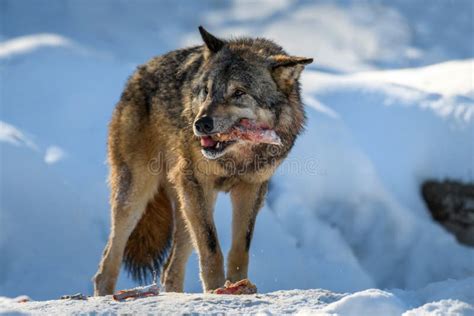 Gray Wolf Canis Lupus Eat Meat In The Winter Forest Stock Photo