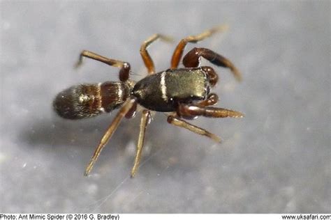 Ant Mimic Spiders - Synageles venator - UK Safari