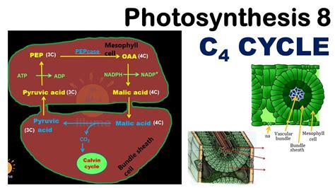 Photosynthesis 8 C4 Cycle Photosynthesis Hatch Slack Pathway