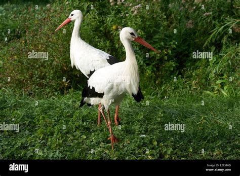 France Haut Rhin Hunawihr Centre For Reintroduction Of Storks In Alsace