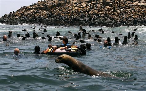 Palomino Islands Swim With Sea Lions In The Pacific Ocean Peruways