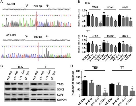 Tp63 Sox2 And Klf5 Establish A Core Regulatory Circuitry That