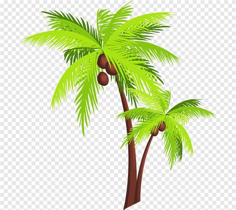 ตนมะพราว Arecaceae ใบมะพราว ปาลม arecales png PNGEgg