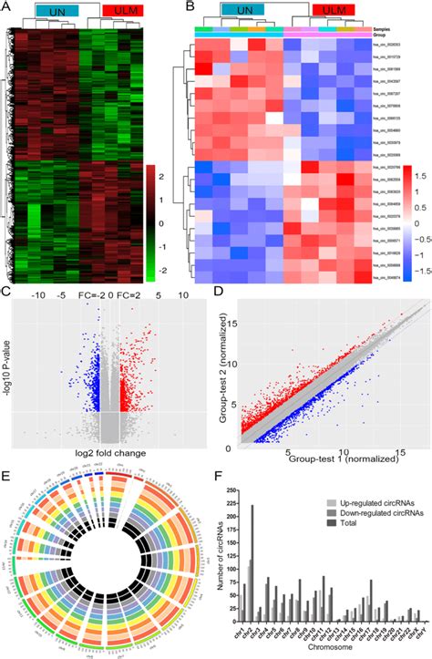 Circrna Expression Profiles In Ulm Tissues A B Hierarchical