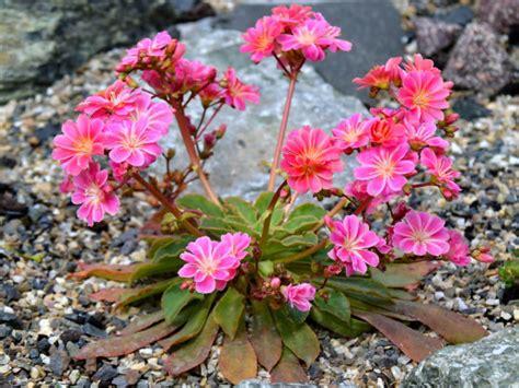 Lewisia Longipetala Truckee Lewisia World Of Flowering Plants