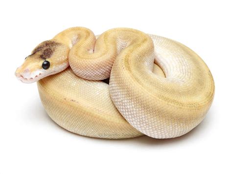 Morph List - World of Ball Pythons