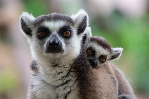 Ring-tailed Lemur Facts - CRITTERFACTS