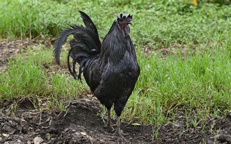 Kadaknath Chicken Breed Profile And Facts Learnpoultry