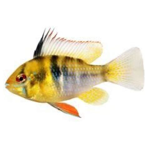 Tropical Fish Shop Online Shop Instore The Online Aquarium Shop