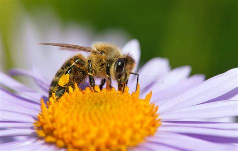 Abeja O Abejorra Sentada En Flor Apis Mellifera Imagen De Archivo