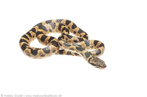 Cat Eyed Snake Cat Eyed Snake Leptodeira Annulata From K Flickr