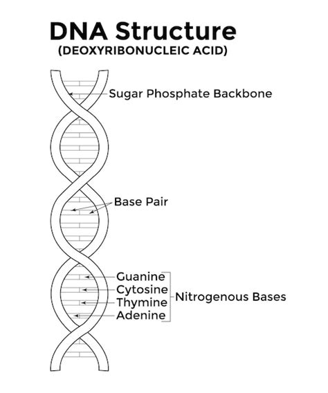 Premium Vector Vector Scientific Icon Spiral Of Dna And Rna An