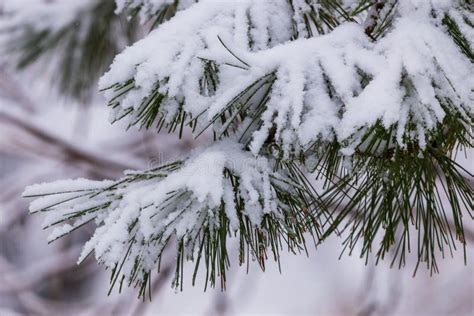 Galhos De Pínus Congelados Na Neve Ramos De árvore Sob Neve Galhos De