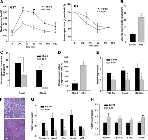 Obe Female Mice Showed Improved Insulin Sensitivity And Reduced Hepatic