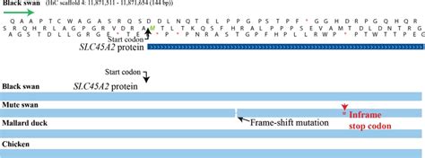 Position of the frame-shift mutation in the mute swan SLC45A2 compared... | Download Scientific ...