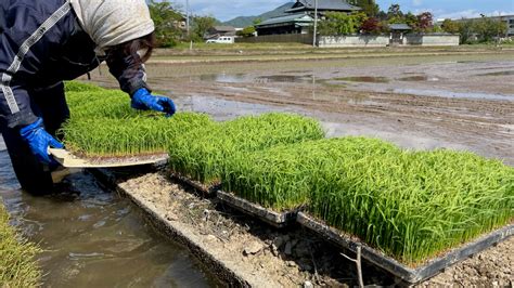 How To Grow Rice Transplanting Rice With A Rice Transplanter