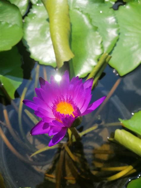 Lotus Fleur La De Violette Photo Gratuite Sur Pixabay Pixabay