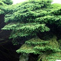 Picea Abies Nidiformis Spruce Nidiformis Norway Spruce